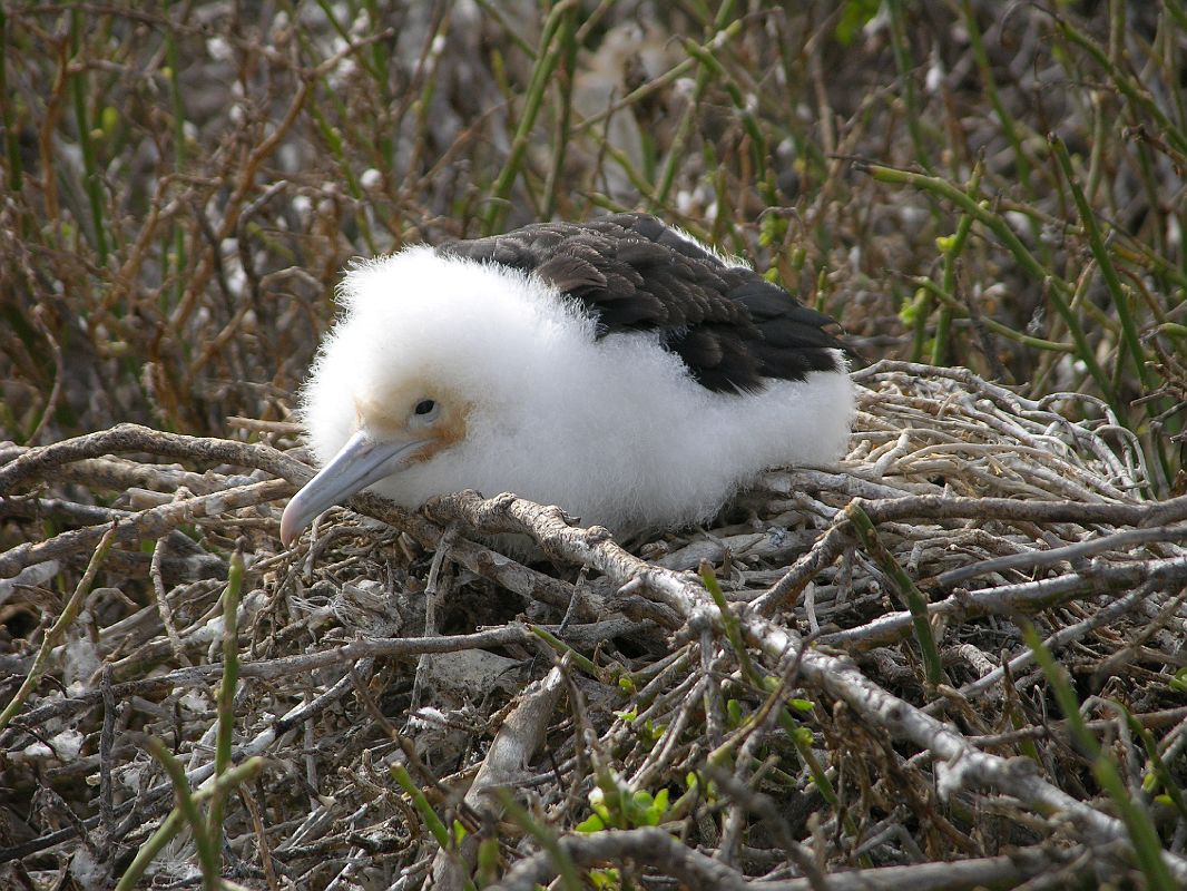 Galapagos 2-1-16 North Seymour Baby Great Frigatebird